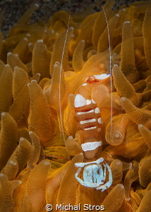 Anemone shrimp by Michal Stros 
